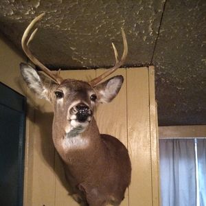 Meet your Posher, Dedrick